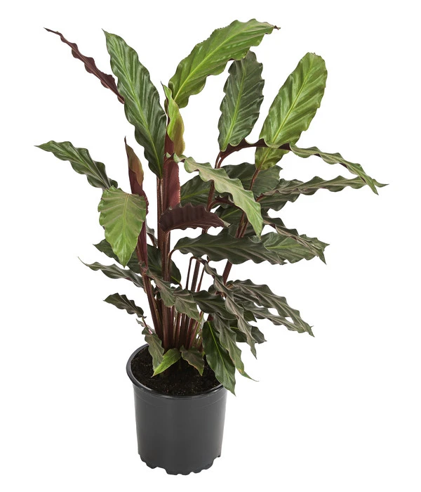 Korbmarante - Calathea Rufibarba 3 Korbmarante - Calathea Rufibarba