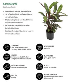 Korbmarante - Calathea Rufibarba 6 Korbmarante - Calathea Rufibarba -Geschäft Für Pflanzensamenbedarf 8210775 WE IG 001 CalatheaRufibarbaT12