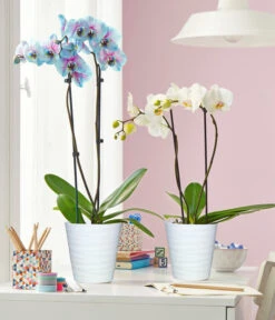 Schmetterlingsorchidee - Phalaenopsis Cultivars 'Blue Wonder' -Geschäft Für Pflanzensamenbedarf 8212813 3953346 WE MO 003 SchmetterlingsorchideePhalaenopsisBlueWonderWeissUveSauerTopf