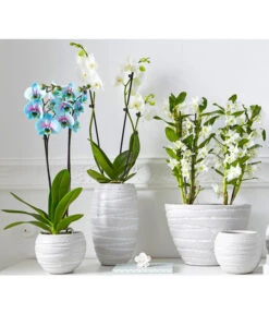 Schmetterlingsorchidee - Phalaenopsis Cultivars 'Blue Wonder' -Geschäft Für Pflanzensamenbedarf 8212813 PR MO 001 BlueWonderDendrobiumSchmetterlingsorchideePhalaenopsisUveSauer2