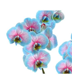 Schmetterlingsorchidee - Phalaenopsis Cultivars 'Blue Wonder' -Geschäft Für Pflanzensamenbedarf 8212813 WE DE 002 SchmetterlingsorchideePhalaenopsisBlueWonderHerzig