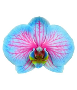 Schmetterlingsorchidee - Phalaenopsis Cultivars 'Blue Wonder' -Geschäft Für Pflanzensamenbedarf 8212813 WE DE PhalaenopsisBlueWonderDetailSeptemer