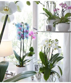 Schmetterlingsorchidee - Phalaenopsis Cultivars 'Blue Wonder' -Geschäft Für Pflanzensamenbedarf 8212813 WE MO 001 PhalaenopsisBlueWonderDehnerSeptember20152