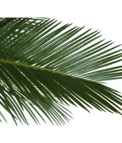Sagopalmfarn - Cycas Revoluta -Geschäft Für Pflanzensamenbedarf 8216236 BildD 001 PalmfarnCycasRevoluta45