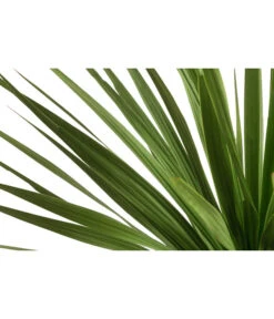 Keulenlilie - Dracaena Indivisa -Geschäft Für Pflanzensamenbedarf 8216277 WE DE 001 DracaenaIndivisaT20 Keulenlilie