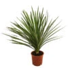 Keulenlilie - Dracaena Indivisa -Geschäft Für Pflanzensamenbedarf 8216277 WE FS 001 DracaenaIndivisaT20 Keulenlilie