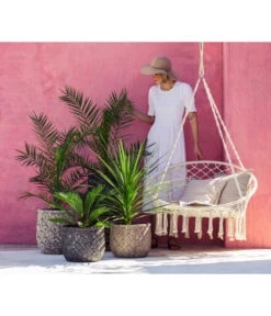 XXL Kanarische Dattelpalme, Ca. 140-160 Cm -Geschäft Für Pflanzensamenbedarf 8216277 WE MO 001 DracaenaIndivisiaT20