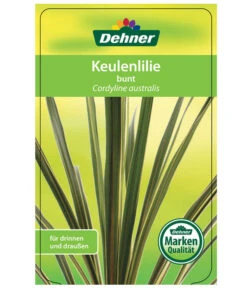 Keulenlilie - Cordyline Australis Variegata -Geschäft Für Pflanzensamenbedarf 8216368 CorylineBuntEtikett1