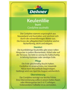 Keulenlilie - Cordyline Australis Variegata -Geschäft Für Pflanzensamenbedarf 8216368 CorylineBuntEtikett2