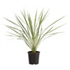 Keulenlilie - Cordyline Australis Variegata -Geschäft Für Pflanzensamenbedarf 8216368 PR FS 001 KeulenlilieCordylineAustralisVariegataT17ExpressHerzig