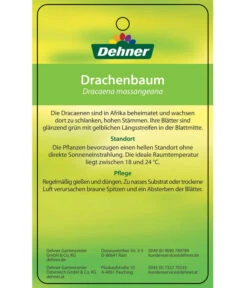 Drachenbaum - Dracaena Fragrans 'Massangeana', Karussell -Geschäft Für Pflanzensamenbedarf 8218232 Drachenbaum Etikett 2