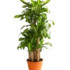 Drachenbaum - Dracaena Fragrans 'Massangeana', Karussell 2 Drachenbaum - Dracaena Fragrans 'Massangeana', Karussell -Geschäft Für Pflanzensamenbedarf 8218232 WE FS 001 DrachenbaumDracaenaMassangeanaKarusellT32DehnerExpressHerzig