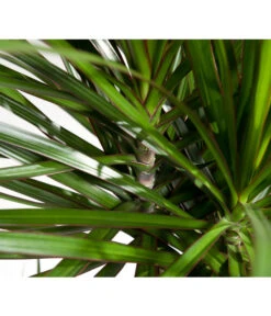 Drachenbaum - Dracaena Marginata 8 Drachenbaum - Dracaena Marginata -Geschäft Für Pflanzensamenbedarf 8221335 8221749 WE DE 002 DracaenaMarginataDrachenbaumDehnerEvaWunderlich