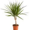 Drachenbaum - Dracaena Marginata -Geschäft Für Pflanzensamenbedarf 8221335 WE FS 001 DrachenbaumDracaenaMarginataStammT11DehnerExpressHerzig