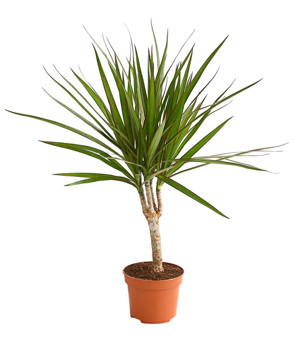 Drachenbaum - Dracaena Marginata 3 Drachenbaum - Dracaena Marginata