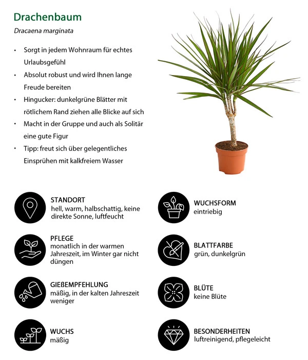 Drachenbaum - Dracaena Marginata 4 Drachenbaum - Dracaena Marginata – Bild 2
