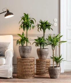 Drachenbaum - Dracaena Deremensis 'Dorado' 8 Drachenbaum - Dracaena Deremensis 'Dorado' -Geschäft Für Pflanzensamenbedarf 8221707 8511545 8222044 WE MO 001 DrachenbaumDorado