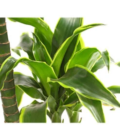 Drachenbaum - Dracaena Deremensis 'Dorado' 9 Drachenbaum - Dracaena Deremensis 'Dorado' -Geschäft Für Pflanzensamenbedarf 8221707 WE DE 001 DrachenbaumDracaenaDeremensis2erTuffT19OWDehnerExpressHerzig