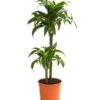 Drachenbaum - Dracaena Deremensis 'Dorado' -Geschäft Für Pflanzensamenbedarf 8221707 WE FS 001 DrachenbaumDracaenaDeremensis2erTuffT19OWDehnerExpressHerzig