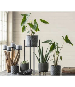 Echeverie - Echeveria Agavoides -Geschäft Für Pflanzensamenbedarf 8223521 WE MO 001 AlocasiaZebrina2021GC03