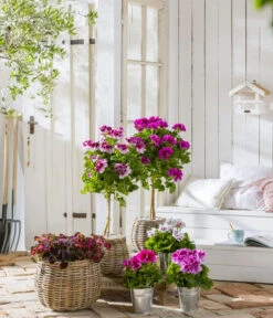 Edelgeranie, Stämmchen -Geschäft Für Pflanzensamenbedarf 8223943 WE MO 001 Edelgeranie2021GC04