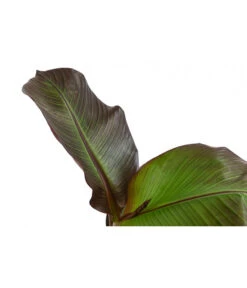Rote Zierbanane 'Maurelii' 7 Rote Zierbanane 'Maurelii' -Geschäft Für Pflanzensamenbedarf 8224982 WE DE 001 EnseteVentricosumMaurelliT14