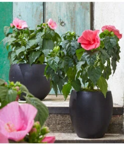 Sumpf-Roseneibisch -Geschäft Für Pflanzensamenbedarf 8233520 8587826 PR MO 006 HibiscusMoscheutosBL0218