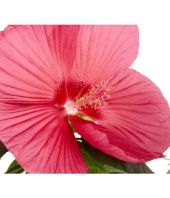 Sumpf-Roseneibisch -Geschäft Für Pflanzensamenbedarf 8233520 PR DE 001 HibiskusHibiscusMoscheutusT23SumpfeibischMagentaRotDehnerExpressZS