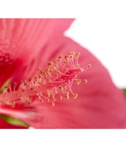 Sumpf-Roseneibisch -Geschäft Für Pflanzensamenbedarf 8233520 PR DE 002 HibiskusHibiscusMoscheutusT23SumpfeibischMagentaRotDehnerExpressZS