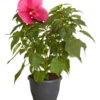Sumpf-Roseneibisch 2 Sumpf-Roseneibisch -Geschäft Für Pflanzensamenbedarf 8233520 PR FS 001 HibiskusHibiscusMoscheutusT23SumpfeibischMagentaRotDehnerExpressZS
