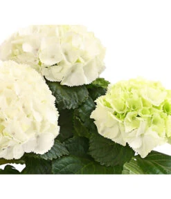 Midi Hortensie - Hydrangea Macrophylla, Verschiedene Farben -Geschäft Für Pflanzensamenbedarf 8233744 WE DE HortensienMidiDehnerHerzig