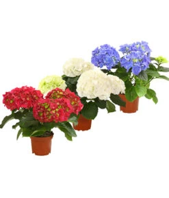 Midi Hortensie - Hydrangea Macrophylla, Verschiedene Farben