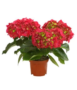 Midi Hortensie - Hydrangea Macrophylla, Verschiedene Farben -Geschäft Für Pflanzensamenbedarf 8233744 WE FS 001 HortensieHydrangeaMidiMixT10DehnerExpressHerzig