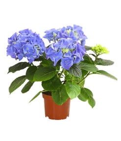 Midi Hortensie - Hydrangea Macrophylla, Verschiedene Farben -Geschäft Für Pflanzensamenbedarf 8233744 WE FS 003 HortensieHydrangeaMidiMixT10DehnerExpressHerzig