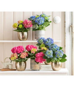 Midi Hortensie - Hydrangea Macrophylla, Verschiedene Farben -Geschäft Für Pflanzensamenbedarf 8233744 WE MO 001 Hortensien