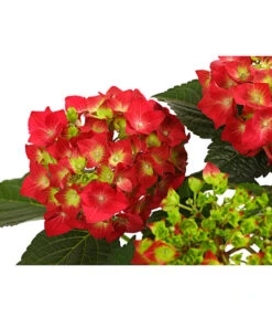 Midi Hortensie - Hydrangea Macrophylla, Verschiedene Farben -Geschäft Für Pflanzensamenbedarf 8233751 WE DE 001 HortensieHydrangeaRotT14DehnerExpressHerzig