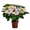 Hortensie 'Fleurentina Pink' -Geschäft Für Pflanzensamenbedarf 8233934 WE FS 002 Hort FleurinePink