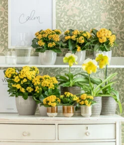 Frauenschuh - Paphiopedilum Complex Hybride 7 Frauenschuh - Paphiopedilum Complex Hybride -Geschäft Für Pflanzensamenbedarf 8240475 WE MO 001 KalanchoeGelb