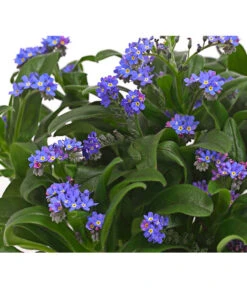 Vergissmeinnicht -Geschäft Für Pflanzensamenbedarf 8244501 PR DE 001 MyosotisSylvaticaVergissmeinnichtT11DehnerHerzig