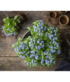 Vergissmeinnicht -Geschäft Für Pflanzensamenbedarf 8244501 WE MO 001 MyosotisSylvaticaVergissmeinnichtT11blauGC2021