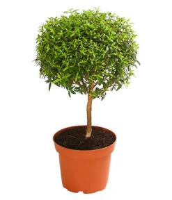 Brautmyrte, Stämmchen