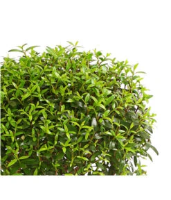 Brautmyrte, Stämmchen -Geschäft Für Pflanzensamenbedarf 8244626 PR WE 001 MyrtusStammDehnerExpressHerzig