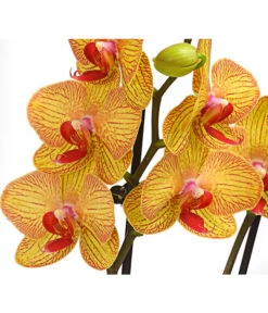 Schmetterlingsorchidee - Phalaenopsis Cultivars, Verschiedene Sorten -Geschäft Für Pflanzensamenbedarf 8251530 PR DE 002 SchmetterlingsorchideePhalaenopsis2TrieberT12DehnerHerzig