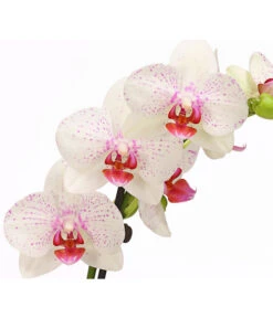Schmetterlingsorchidee - Phalaenopsis Cultivars, Verschiedene Sorten -Geschäft Für Pflanzensamenbedarf 8251530 PR DE 003 SchmetterlingsorchideePhalaenopsis2TrieberT12DehnerHerzig
