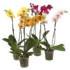 Schmetterlingsorchidee - Phalaenopsis Cultivars, Verschiedene Sorten -Geschäft Für Pflanzensamenbedarf 8251530 WE FS 001 SchmetterlingsorchideePhalaenopsis2TrieberT12MixbildDehnerExpressHerzig