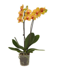 Schmetterlingsorchidee - Phalaenopsis Cultivars, Verschiedene Sorten -Geschäft Für Pflanzensamenbedarf 8251530 WE FS 002 SchmetterlingsorchideePhalaenopsis2TrieberT12DehnerExpressHerzig