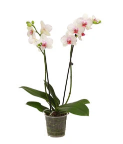 Schmetterlingsorchidee - Phalaenopsis Cultivars, Verschiedene Sorten -Geschäft Für Pflanzensamenbedarf 8251530 WE FS 003 SchmetterlingsorchideePhalaenopsis2TrieberT12DehnerExpressHerzig