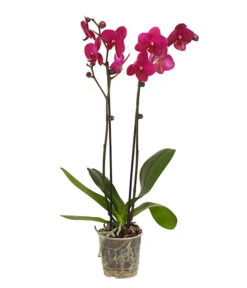 Schmetterlingsorchidee - Phalaenopsis Cultivars, Verschiedene Sorten -Geschäft Für Pflanzensamenbedarf 8251530 WE FS 004 SchmetterlingsorchideePhalaenopsis2TrieberT12DehnerExpressHerzig