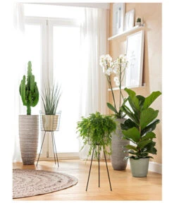 Schmetterlingsorchidee - Phalaenopsis Cultivars, Großblütig -Geschäft Für Pflanzensamenbedarf 8253023 BodentiefeFensterHungerSimmeth