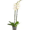 Schmetterlingsorchidee - Phalaenopsis Cultivars, Großblütig 2 Schmetterlingsorchidee - Phalaenopsis Cultivars, Großblütig -Geschäft Für Pflanzensamenbedarf 8253023 PR FS 001 SchmetterlingsorchideePhalaenopsisGrossbluetigWeissT15DehnerExpressHerzig
